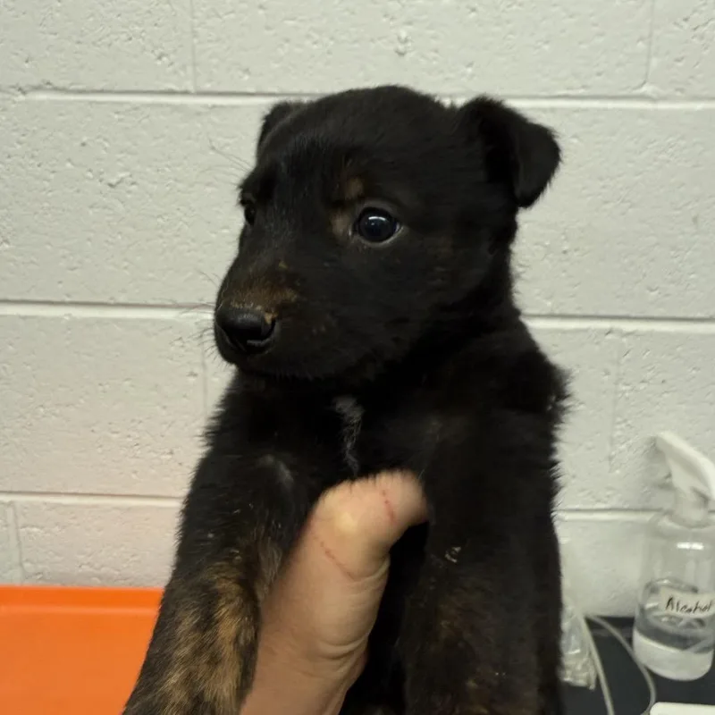 A baby small-sized female Black Dutch Shepherd dog named Electra for adoption in Evensville, TN