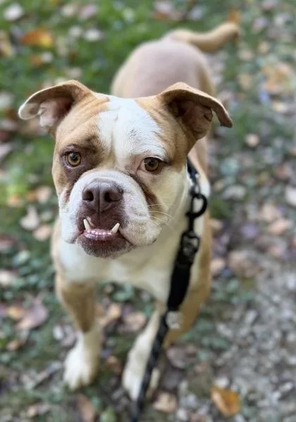 An adult medium-sized male English Bulldog dog named Sparky for adoption in Batavia, OH