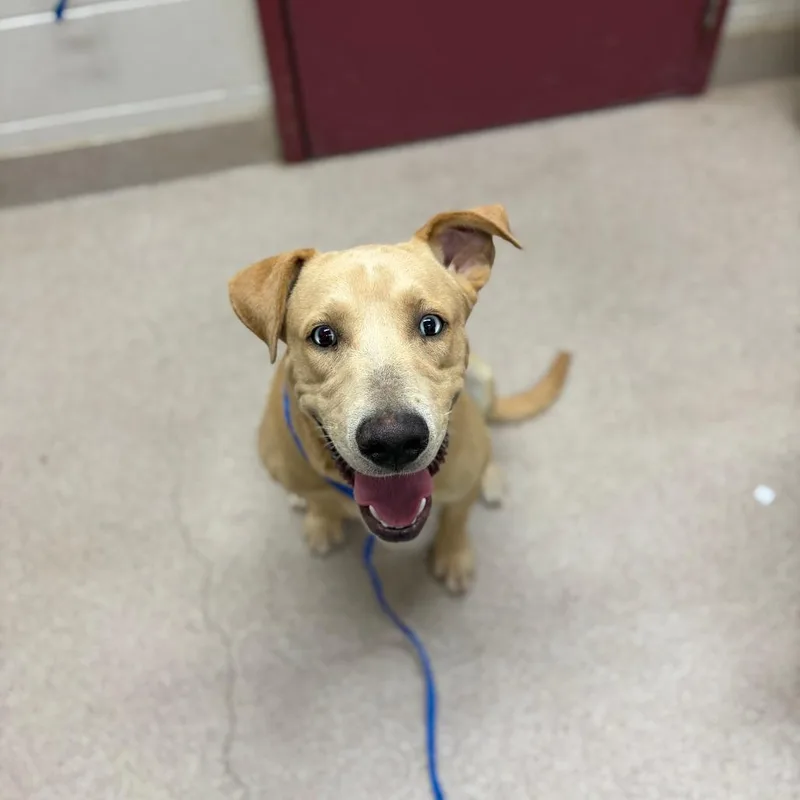 A young medium-sized male Labrador Retriever dog named Bucky for adoption in Ardmore, OK