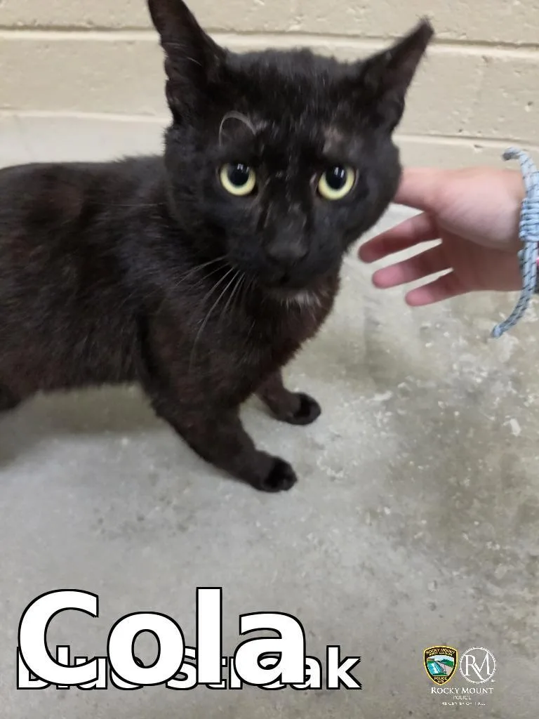 An adult medium-sized male Domestic Short Hair cat named Cola for adoption in Rocky Mount, NC