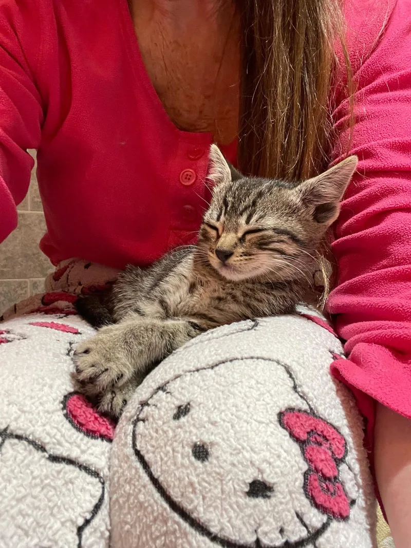 A baby small-sized male Domestic Short Hair cat named Snoop Dogg for adoption in Mission Viejo, CA