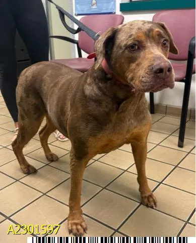An adult extra large-sized female Mixed Breed dog named Ginger for adoption in West Palm Beach, FL