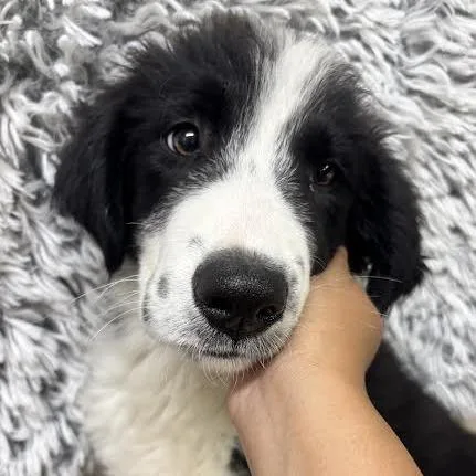 A baby medium-sized male Black Great Pyrenees dog named Atlas for adoption in Sonoma, CA