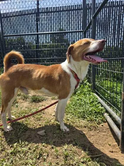 An adult small-sized male Mixed Breed dog named Ej for adoption in Sevierville, TN