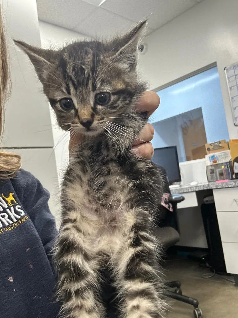 A baby small-sized female Domestic Short Hair cat named Goate for adoption in Thousand Oaks, CA