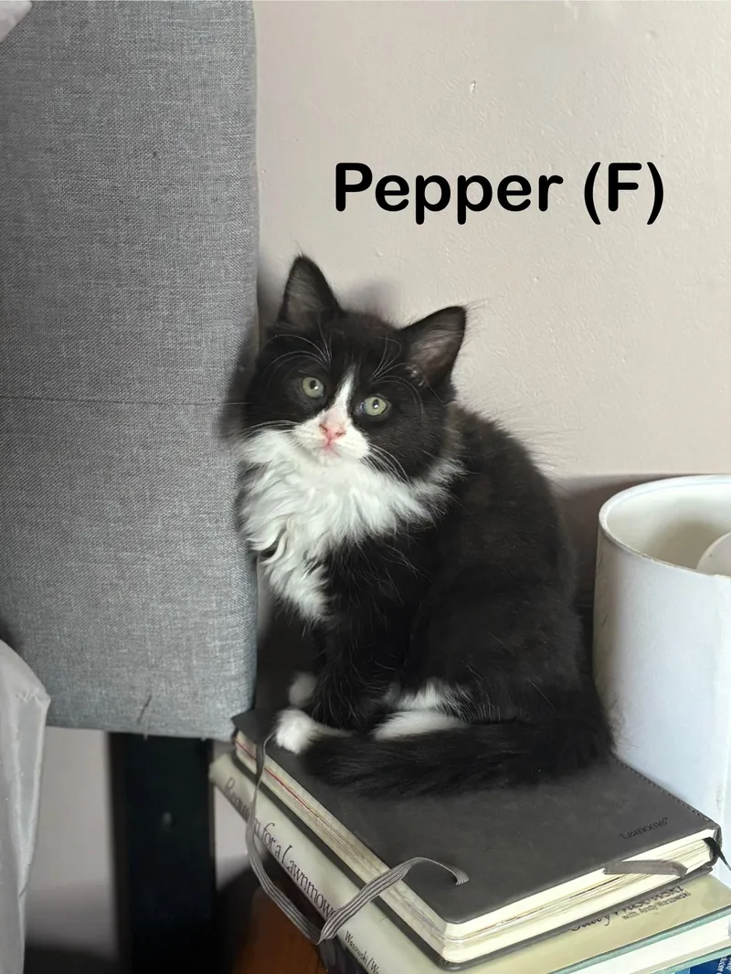 A baby small-sized female Black & White / Tuxedo Domestic Medium Hair cat named Pepper & Olive for adoption in Canton, MA