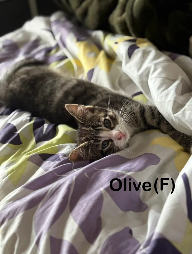 Pepper & Olive thumbnail 2