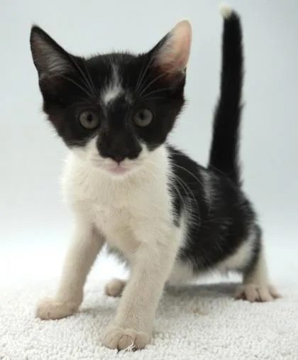 A young small-sized male Domestic Short Hair cat named Pinwheel for adoption in Bowling Green, KY