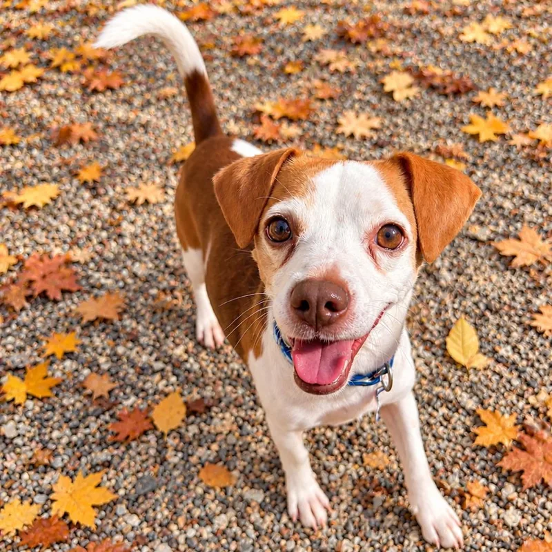 A senior small-sized female Beagle dog named Binx for adoption in Hopkinton, MA