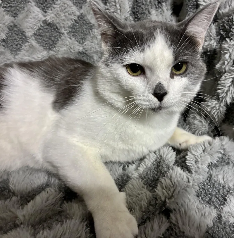 A young small-sized male Gray & White Domestic Short Hair cat named Casanova for adoption in Forest Lake, MN