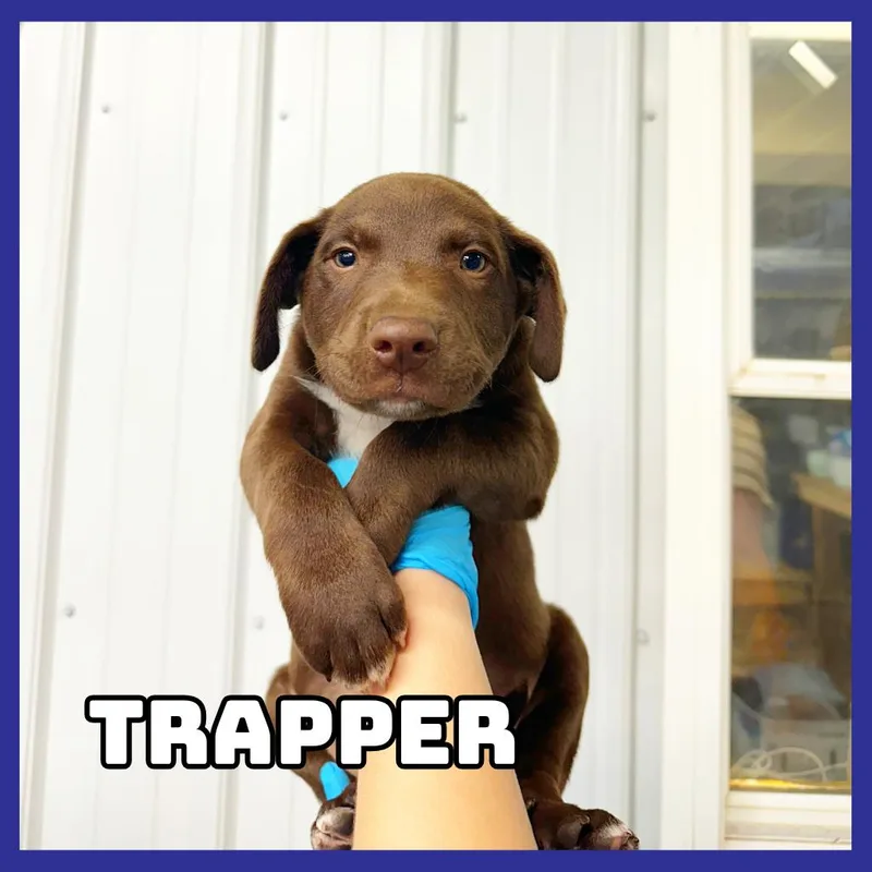 A baby medium-sized male Brown / Chocolate Chocolate Labrador Retriever dog named Trapper for adoption in Glenwood, MN
