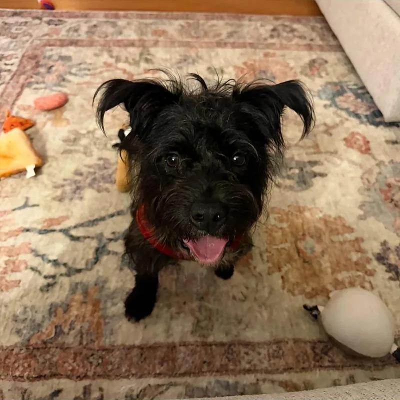 A baby small-sized male Miniature Schnauzer dog named Gomez for adoption in Philadelphia, PA