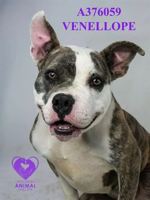 An adult medium-sized female Pit Bull Terrier dog named Venellope for adoption in Stockton, CA