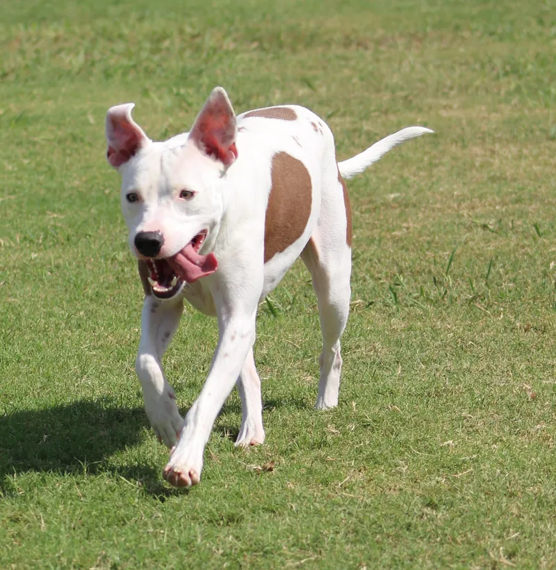 An adult medium-sized female White / Cream Pit Bull Terrier dog named Spirit for adoption in Temple, TX