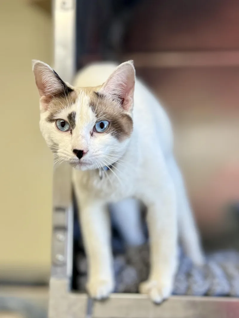 Cashmere thumbnail 2