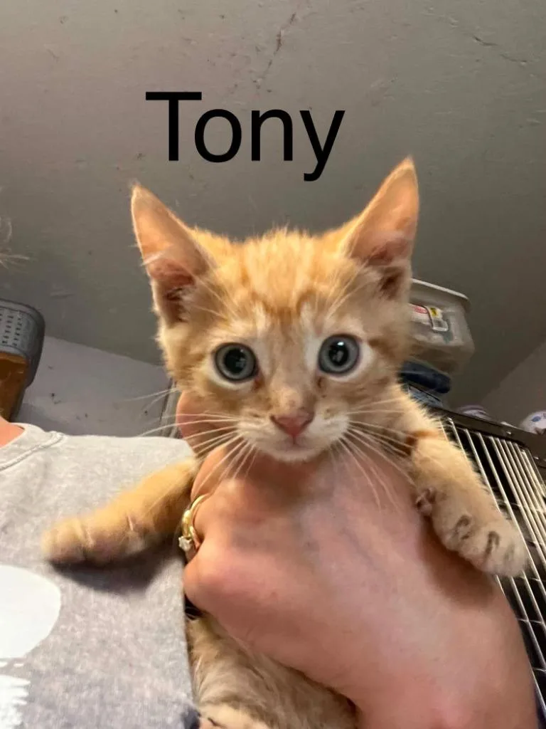 Tony