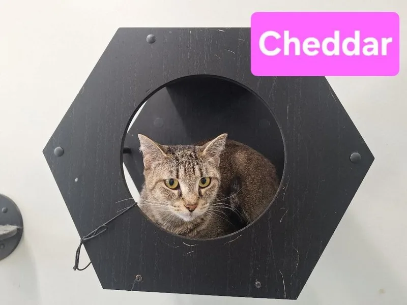 Cheddar