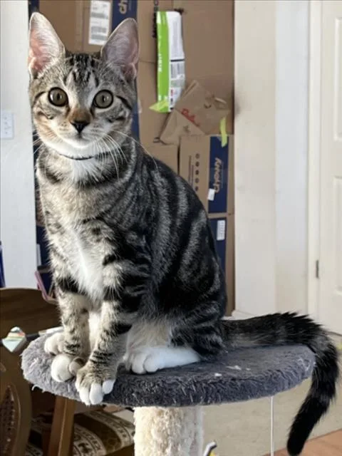 A baby small-sized female Gray / Blue / Silver Domestic Short Hair cat named Rainbow for adoption in Woodland, CA