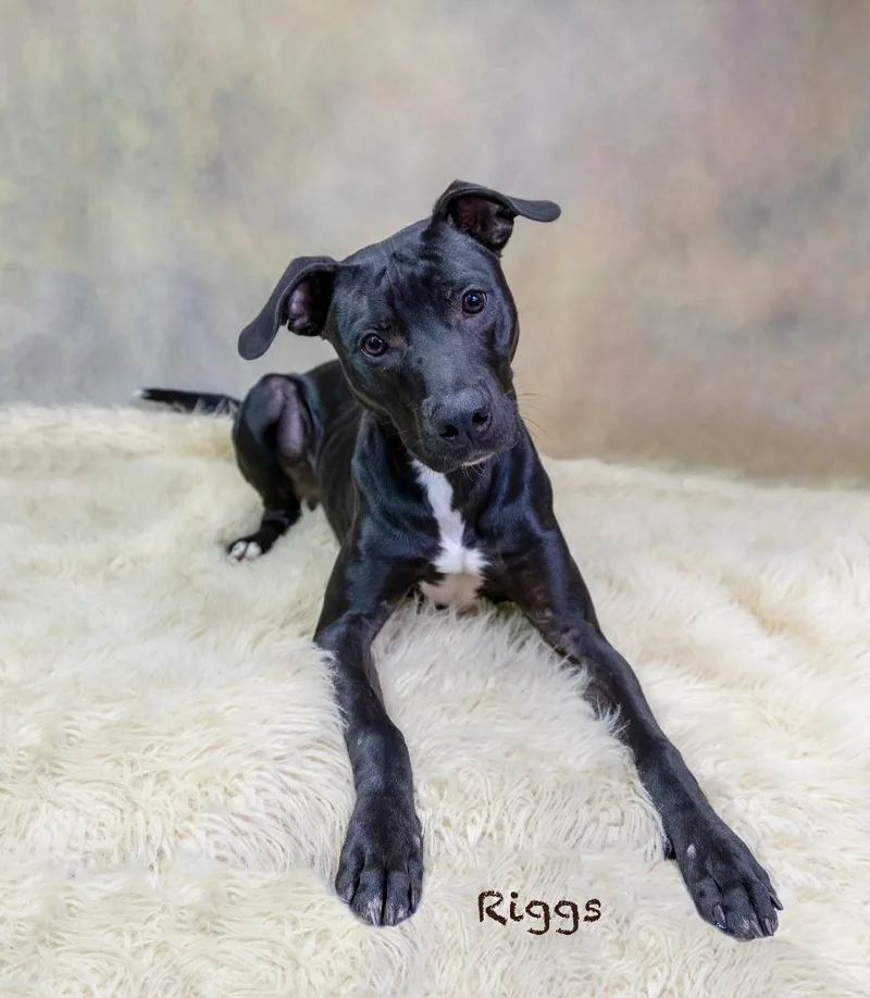 A baby medium-sized male Pit Bull Terrier dog named Riggs for adoption in Hot Springs Village, AR