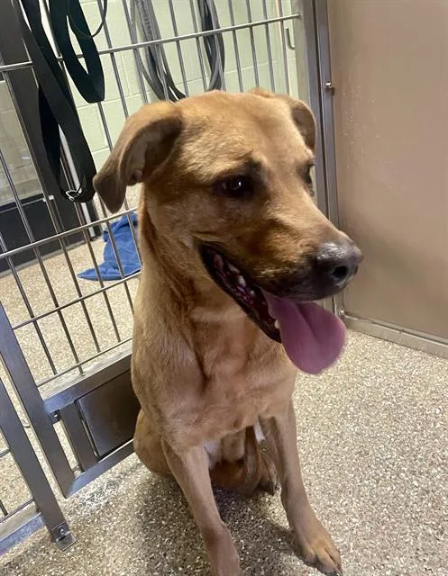 An adult large-sized female Redbone Coonhound dog named Bellame for adoption in Clyde, NC