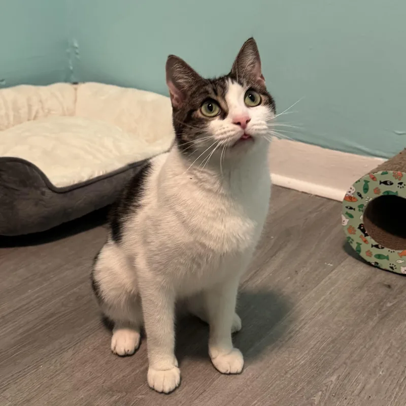 An adult medium-sized female Brown / Chocolate Domestic Short Hair cat named Moxie for adoption in Philadelphia, PA