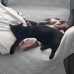 A young small-sized male Black Domestic Short Hair cat named Onyx for adoption in Granville, OH