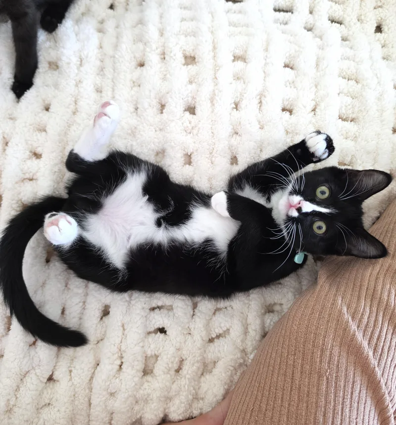 A baby small-sized female Black & White / Tuxedo Domestic Short Hair cat named Genesis for adoption in Orange, CA