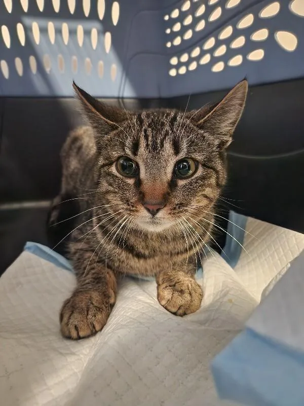 An adult medium-sized female Brown / Chocolate Domestic Short Hair cat named Casey for adoption in Grand Rapids, MI