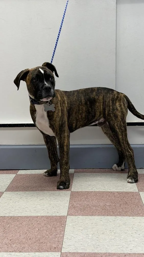 A baby medium-sized male Tricolor (Brown, Black, & White) Boxer dog named Machaca for adoption in Ontario, CA