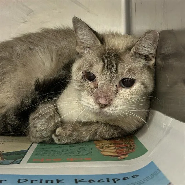 An adult small-sized female Domestic Short Hair cat named Blanca for adoption in San Antonio, TX