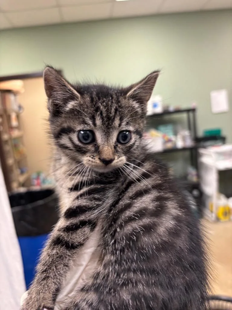 A baby small-sized male Domestic Short Hair cat named Turtle for adoption in New Braunfels, TX