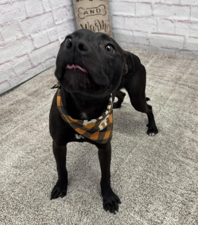 A young medium-sized male Staffordshire Bull Terrier dog named Adieu for adoption in Detroit, MI