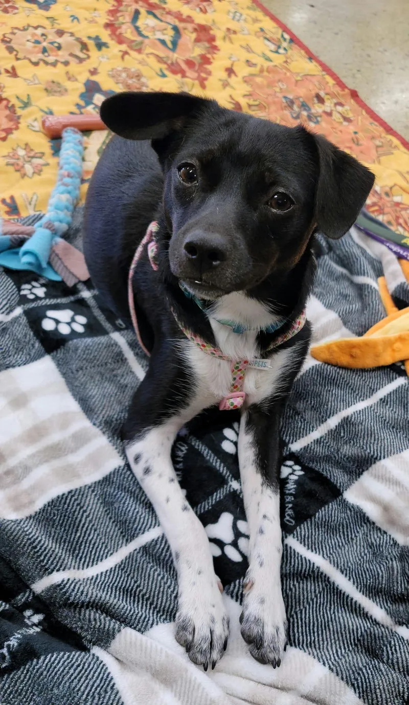 Clarrisa thumbnail 2