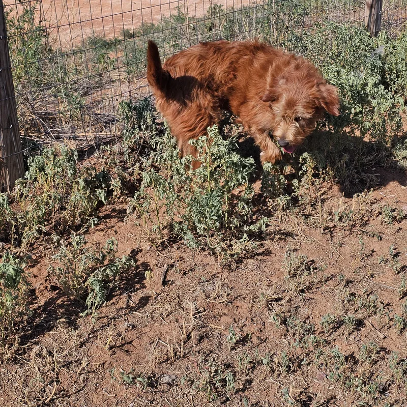 A young medium-sized male Red / Chestnut / Orange Airedale Terrier dog named Herooo for adoption in Clovis, NM
