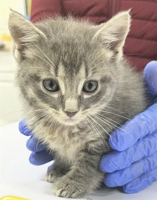 A baby small-sized female Domestic Short Hair cat named Mink for adoption in Upper Marlboro, MD