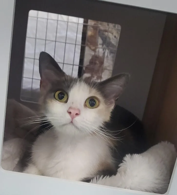 An adult medium-sized female Domestic Short Hair cat named April for adoption in Diamond Springs, CA