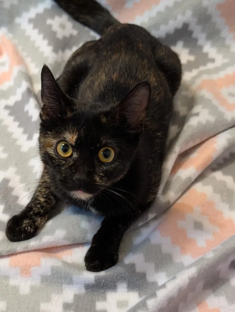 A baby medium-sized female Domestic Short Hair cat named Beauty for adoption in Salt Lake City, UT