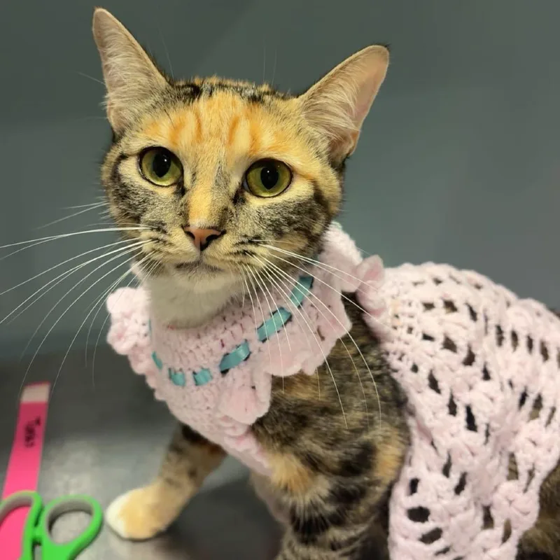 A young medium-sized female Gray / Blue / Silver Domestic Short Hair cat named Cheetah for adoption in Chattanooga, TN
