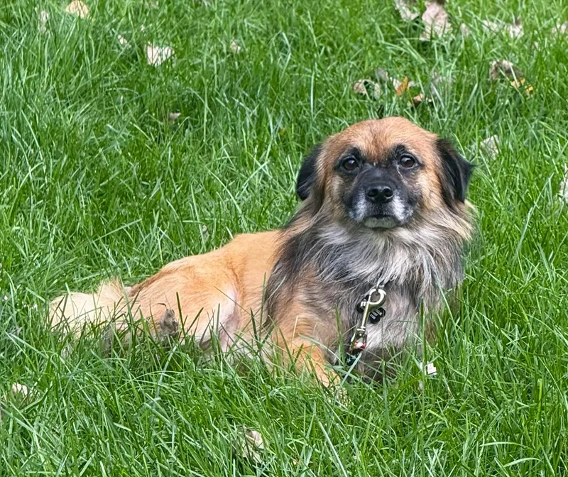 An adult small-sized male Yorkshire Terrier dog named Fozzie for adoption in Lisbon, IA