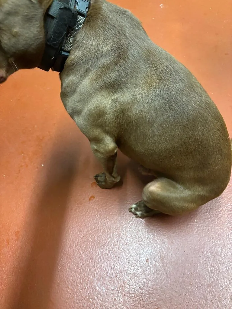 A young medium-sized male Pit Bull Terrier dog named Koda Porter for adoption in Douglasville, GA