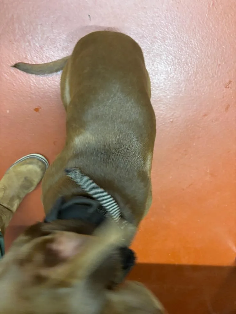 Koda Porter thumbnail 2