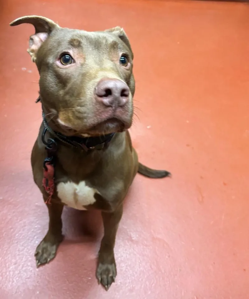 Koda Porter thumbnail 3