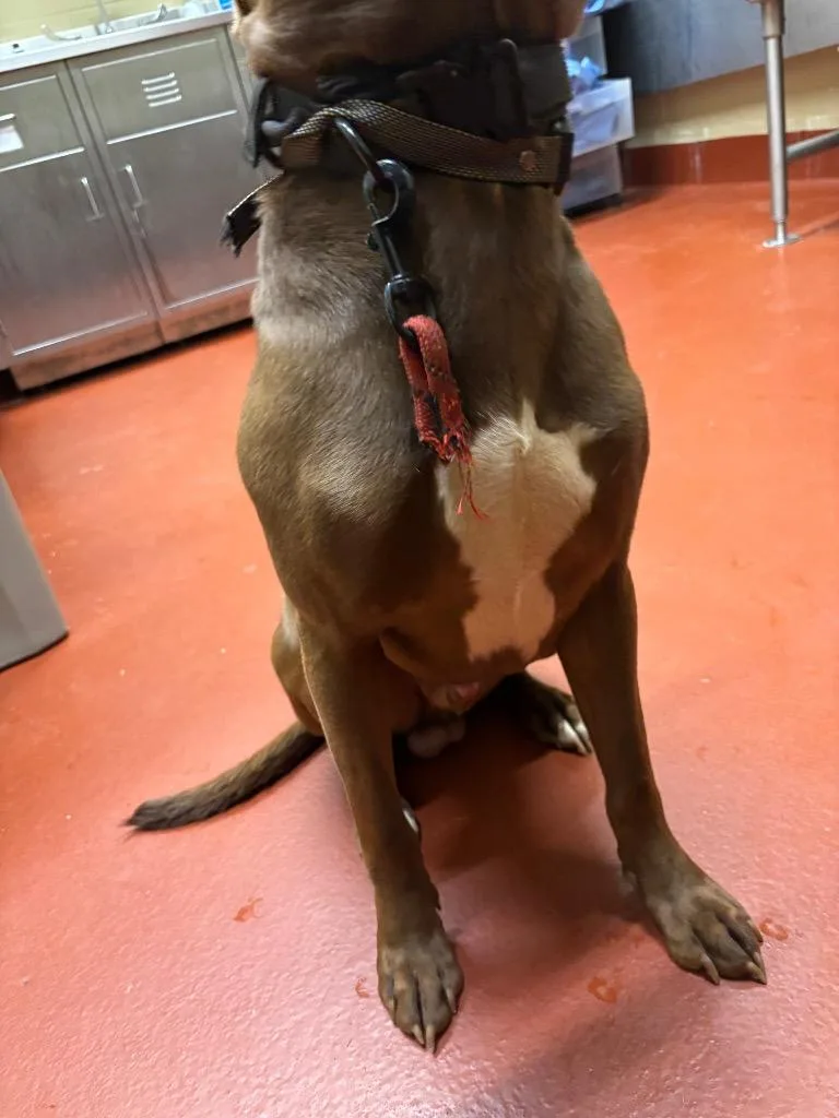 Koda Porter thumbnail 4