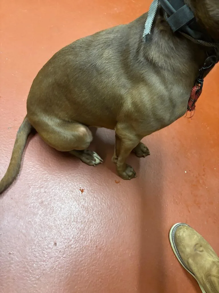 Koda Porter thumbnail 5