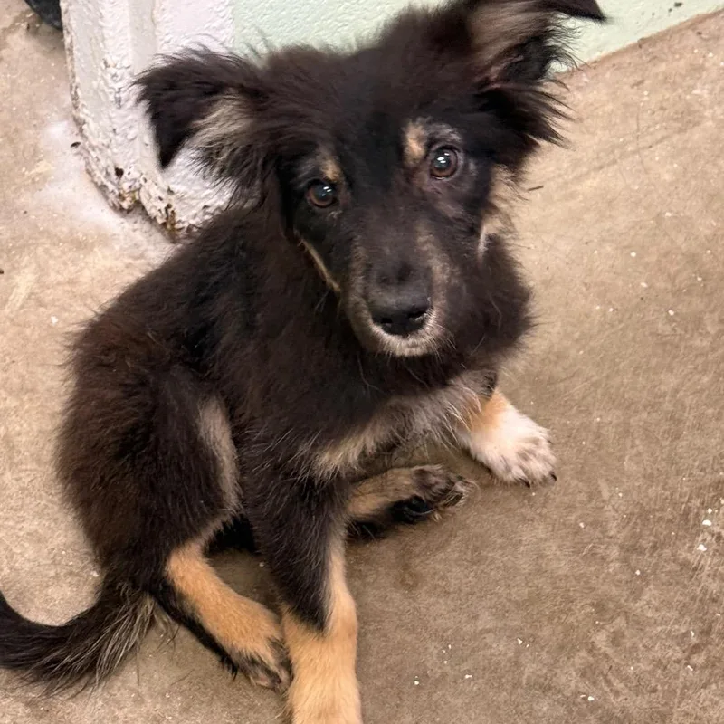 A baby small-sized male Black German Shepherd Dog dog named Otto for adoption in Millen, GA