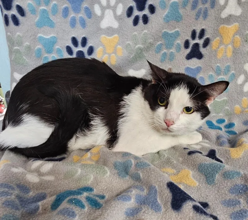 An adult medium-sized male Domestic Short Hair cat named Lunchbox for adoption in Wabash, IN