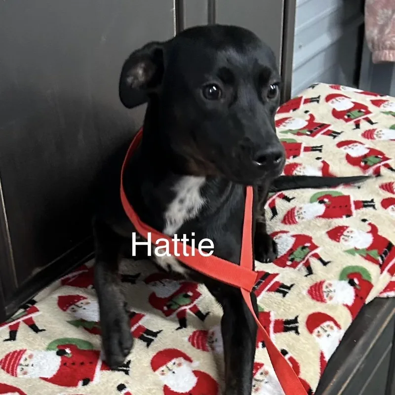 Hattie