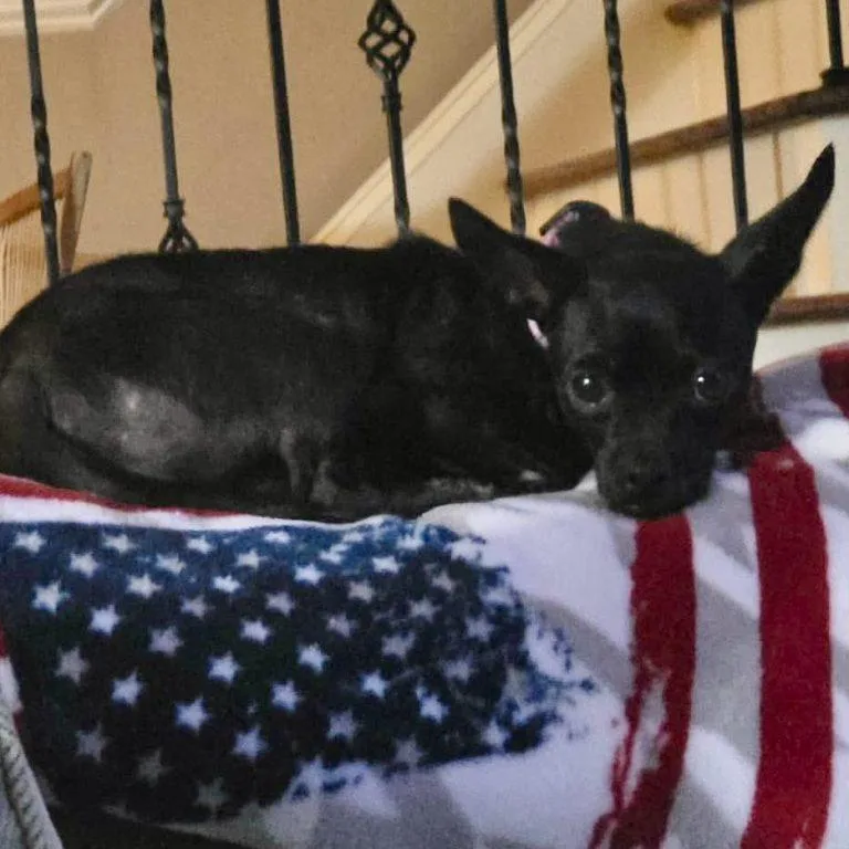An adult small-sized female Chihuahua dog named Penny for adoption in Hillsborough , NC