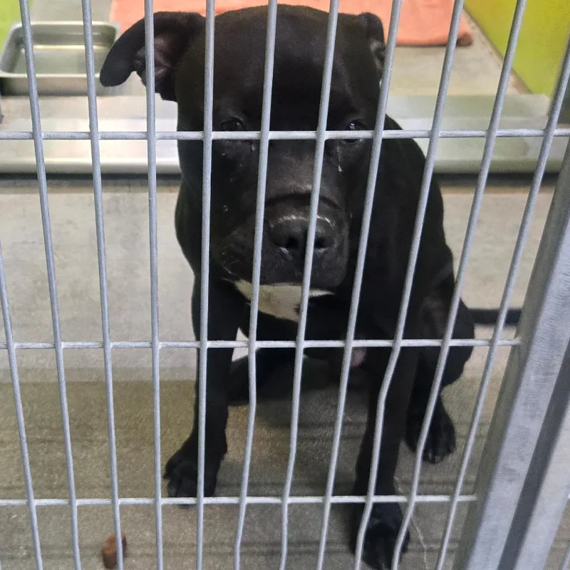 A young medium-sized male Black Pit Bull Terrier dog named Bea for adoption in San Jacinto, CA