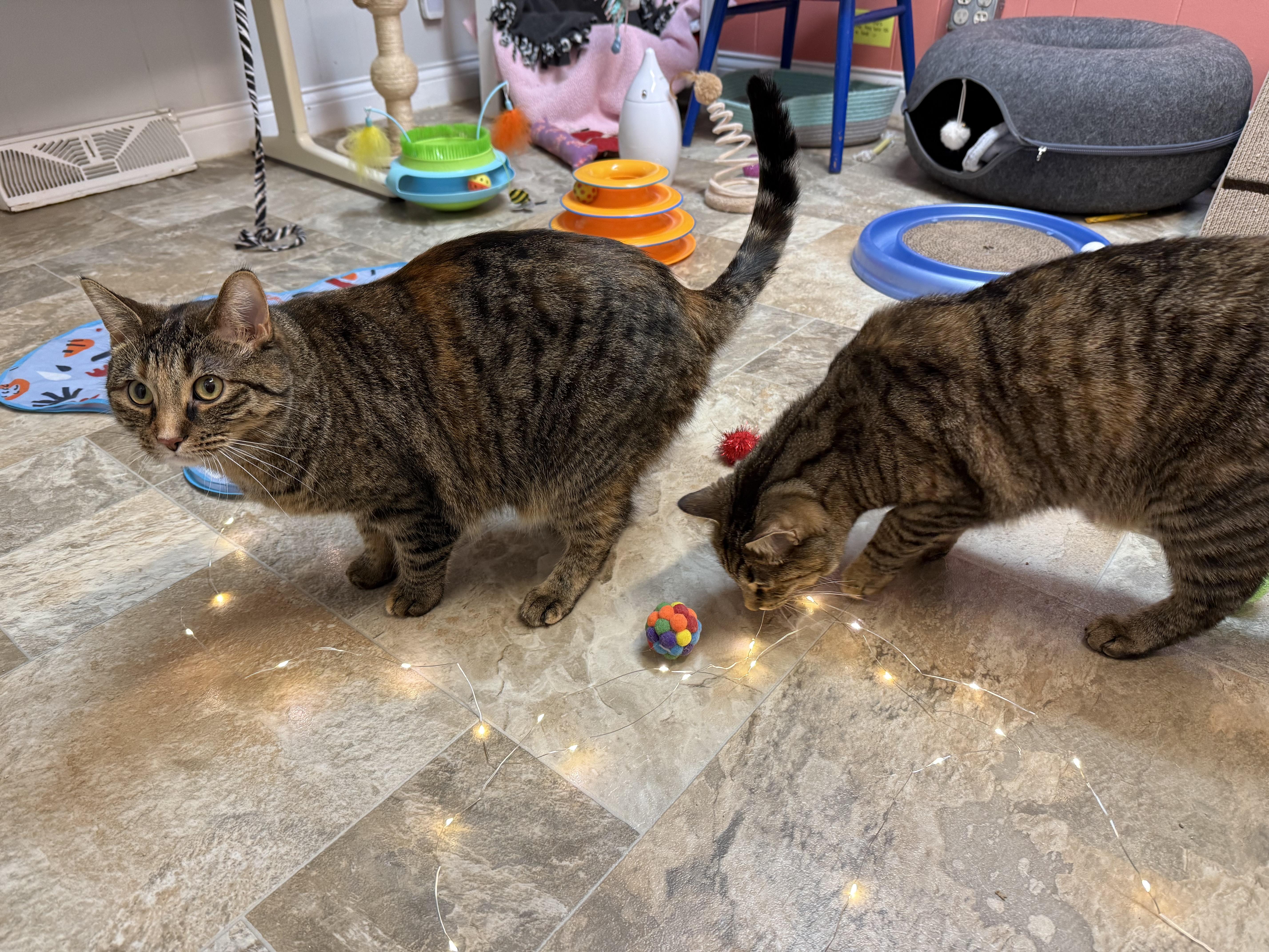 Ash And Ember